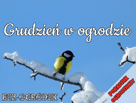 Grudzień w ogrodzie