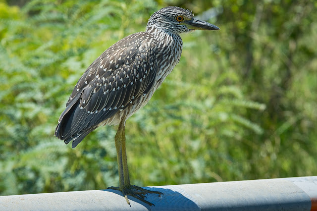 Juvenile Black-crowned Night-Heron, Bolivar Peninsula