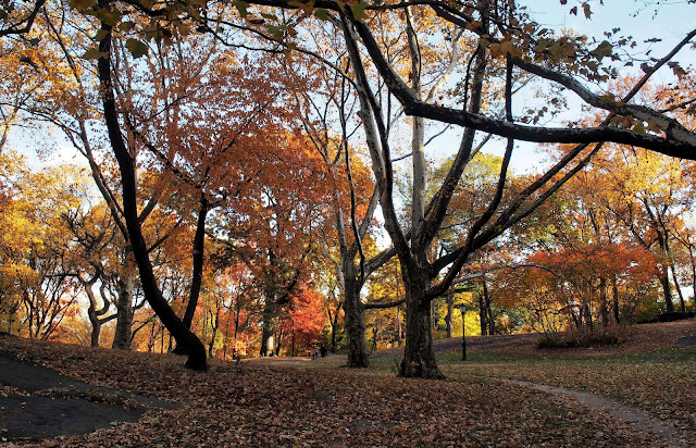 Fall Foliage in Central Park, #fallfoliage, #fallcolors, Central Park, NYC