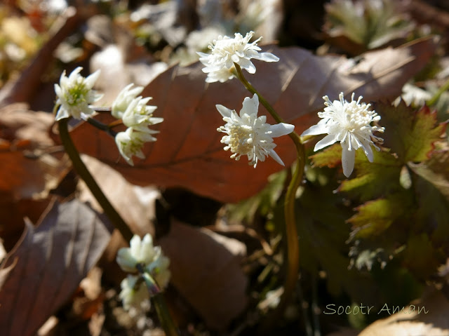 Coptis japonica