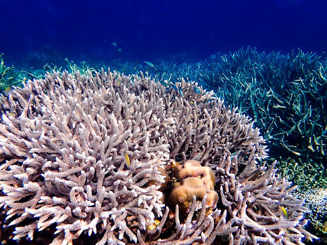 Twin reef-palawan-philippines