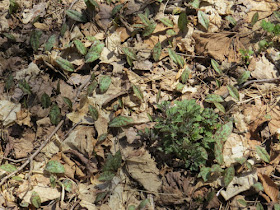 trout lily