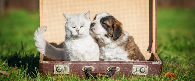 Cosa mettere in valigia per andare in vacanza con cane e gatto_associazione_mammagatta