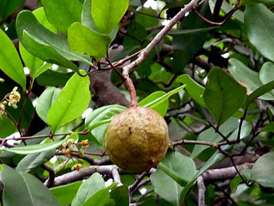 Mangrove Cannonball (Xylocarpus granatum)