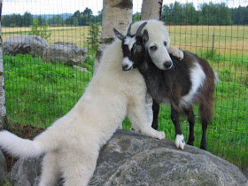 funny animal pictures, dog hugs goat
