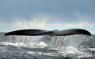 Foto de Ballena Franca sacando la cola en Península Valdés