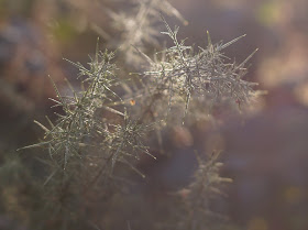 January sights in the Norfolk countryside