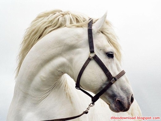 arabian horse wallpaper. arabian horses wallpaper.