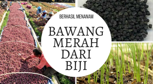 CARA BUDIDAYA BAWANG DENGAN BIJI PASTI BERHASIL