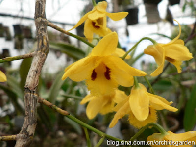 Dendrobium hookerianum care and culture