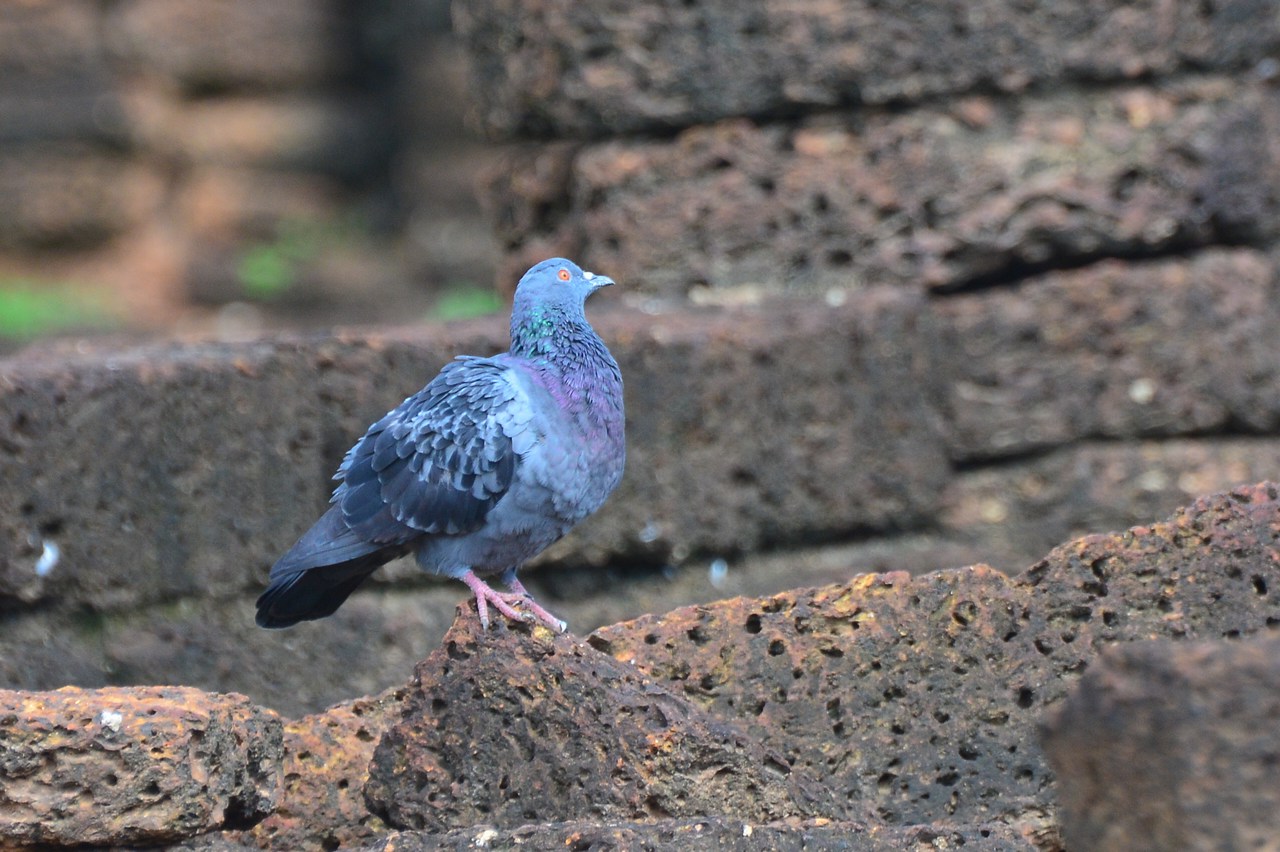 Columba livia