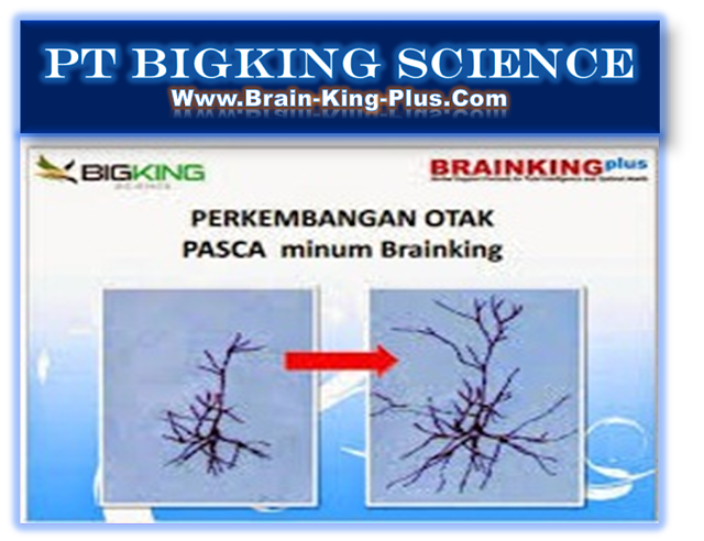 BRAINKING PLUS 08123 01 8900