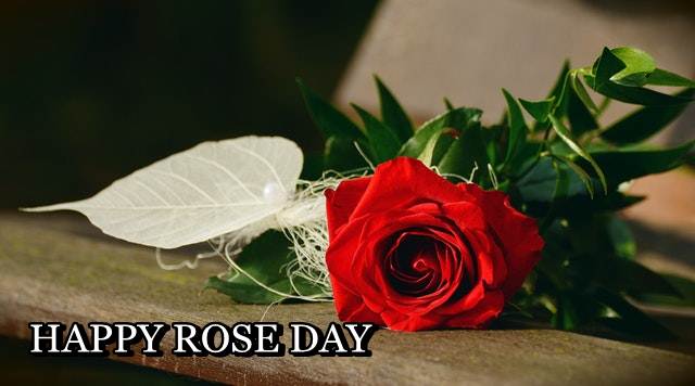 HAPPY ROSE DAY, ROSE DAY, ROSE DAY IMAGES DOWNLOAD