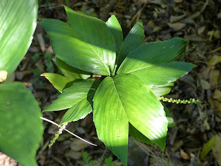 Chamaedorea tenella