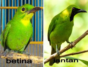 Perbedaan burung Cucak hijau jantan dan betina
