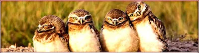 Burrowing Owls