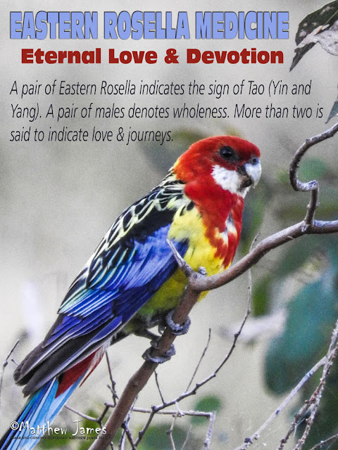 Eastern Rosella Totem Meaning