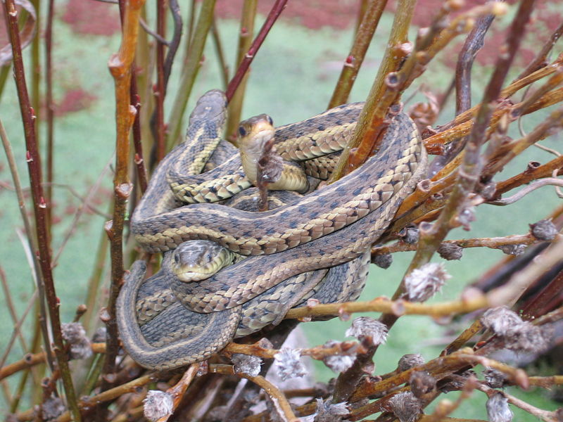 rexburg idaho snake house. Near Rexburg, Idaho