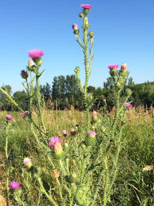 Tall thistles with flowers