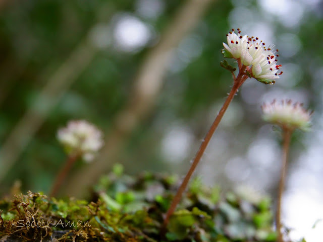 Chrysosplenium album