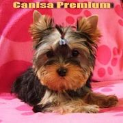 caini_catei_vanzare_shop_magazin_blog_99bloguri_yorkshire_terrier