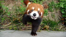 40 Adorable red panda pictures (40 pics), red panda in the zoo
