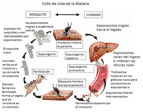 Bolivia redujo en un 90% los casos de malaria en los últimos 16 años