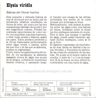 Blog Safari club, características de la Elysia viridis