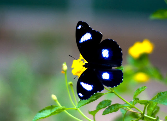 butterfly picture