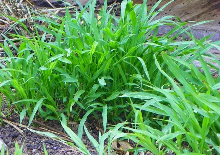 JENIS RUMPUT GAJAH DI INDONESIA