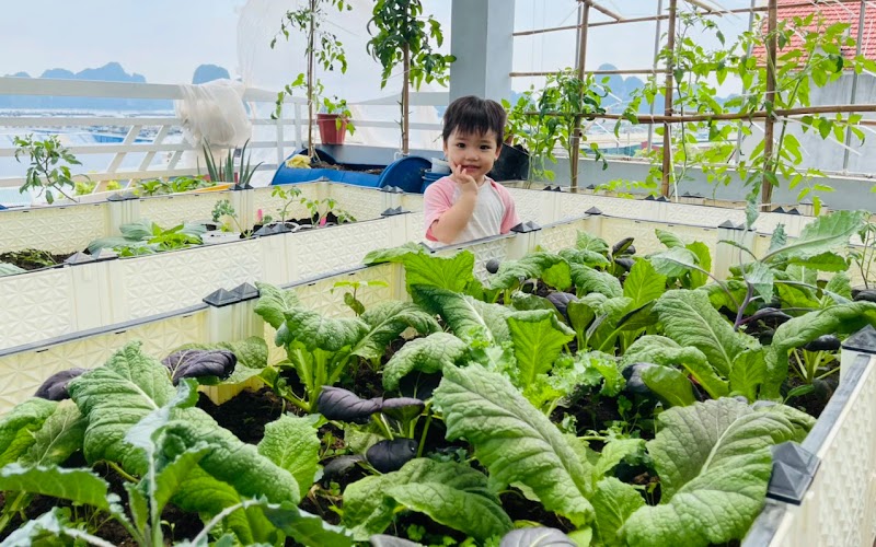 Ngắm mảnh vườn sân thượng xanh mướt của mẹ đảm Quảng Ninh: Mùa nào thứ ấy, ăn không hết còn “tài trợ” cả ông bà