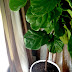 fiddle leaf fig tree a.k.a. heartbreaker