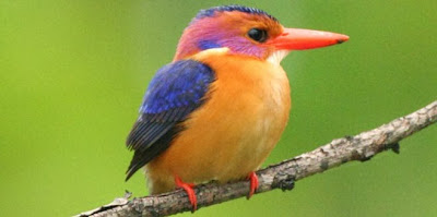 Martín pigmeo africano Ispidina picta