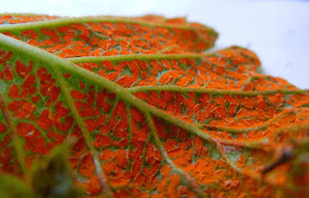 Arthuriomyces peckianus close-up