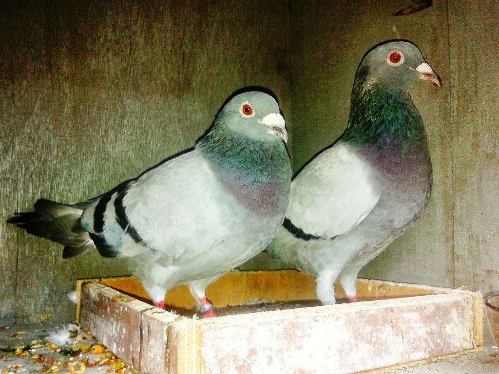 Jual Merpati Pos  Racing Pigeon Merpati Pos  murah 