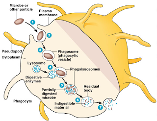 Cells of Immune System Mononuclear Phagocytes DeepaliTalk BioTechnology
