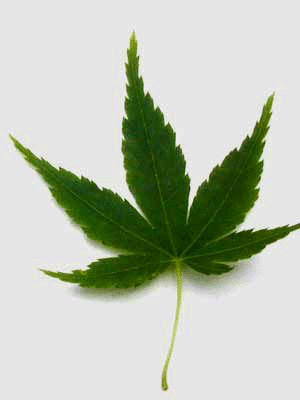 is a Japanese maple leaf: