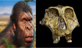 Oldest ever genetic data from a human relative found in 2-million-year-old fossilized teeth