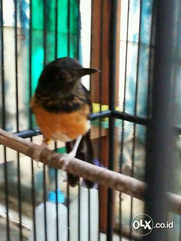 Jual Murai Medan Semi Trotol, Suara Bagus Banget  Burung 9