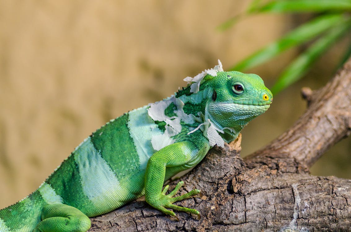 A green iguana