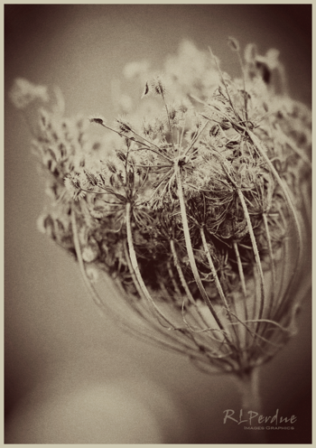 NewImage