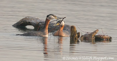 Grebes building nest, Robert Rafton Photographer, Toronto