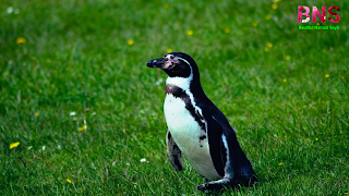 penguin mobile computers wallpaper pictures free download,Penguin cartoon,Baby penguin, Emperor penguin,Happy Feet animals,Emperor penguin,emperor penguin habitat