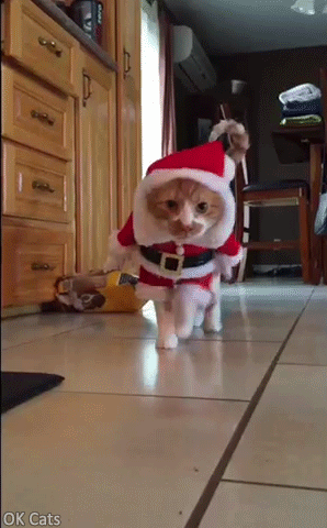 Christmas Cat GIF • Santa kitty walking fast is upset. 'I said NO Camera NO papurrazzi, leave me alone!' [ok-cats.com]