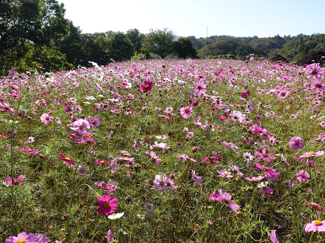 とっとり花回廊の秘密の花園