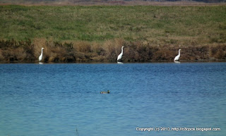 Great Egrets, 11/13/10, Bill Forward Bird Blind, Parker River NWR