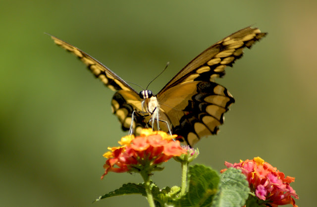 Beautiful Butterfly -1176x768