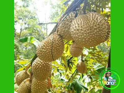 Durian MusangKing Kaki 3