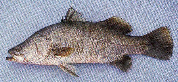 Fishing and fish species: Jenis-jenis Ikan Konsumsi