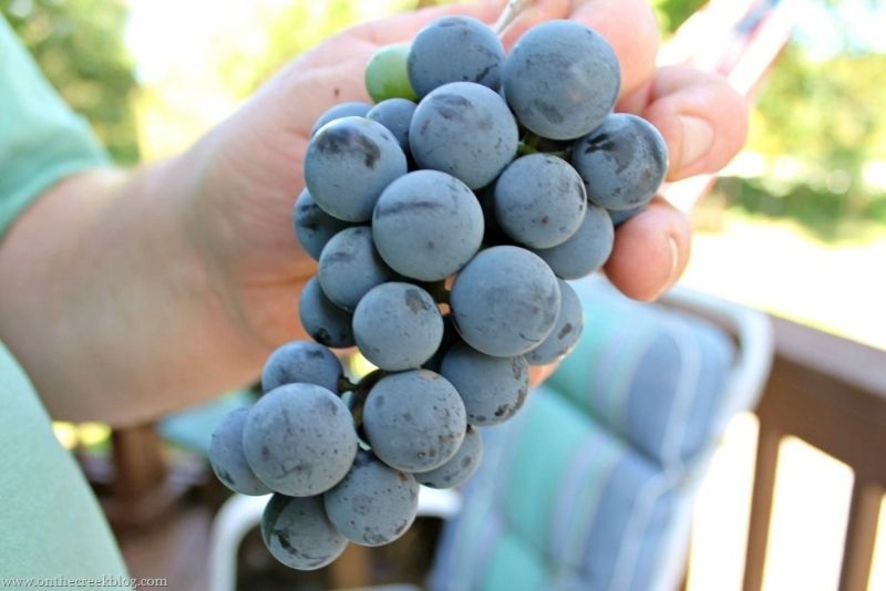 Grape Picking | On The Creek Blog // www.onthecreekblog.com